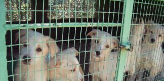 cane in gabbia 1