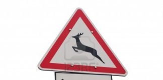 aanimali che attraversano la strada 1