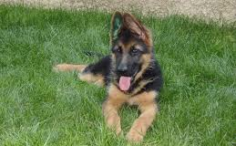 cane pastore 1
