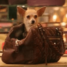 cane in borsa